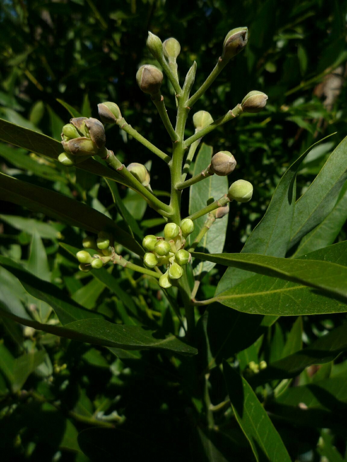High Resolution Umbellularia californica Bud
